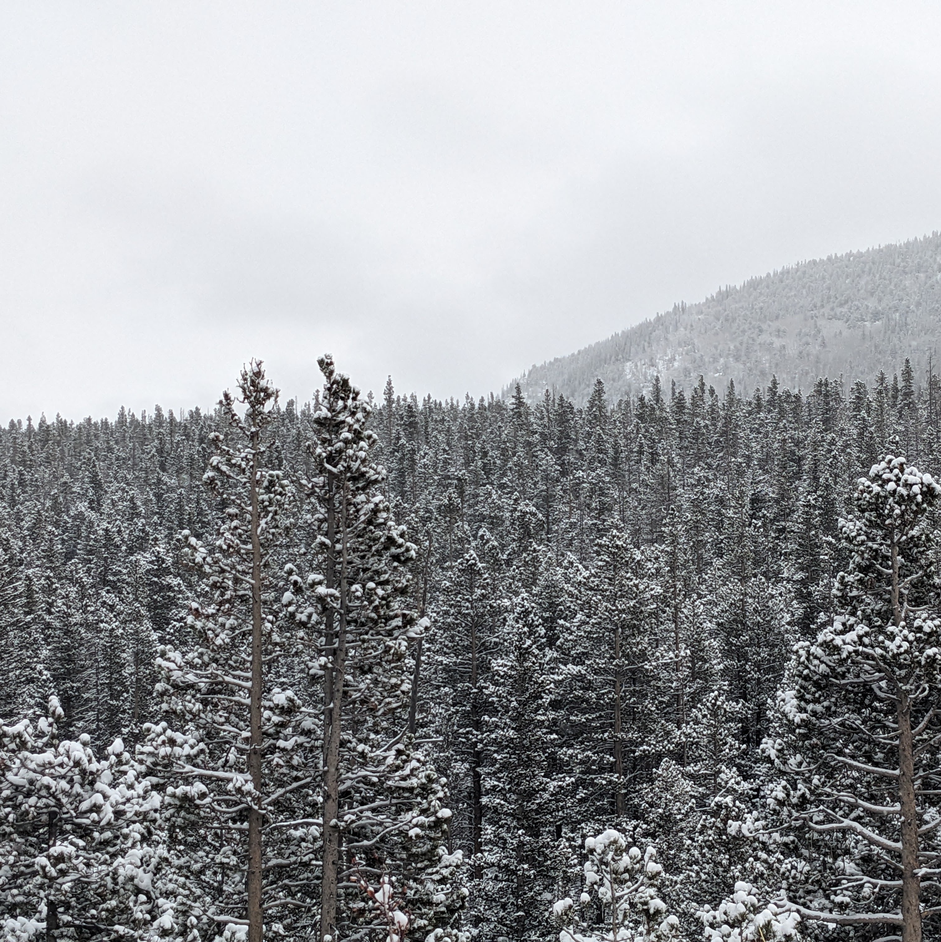 Colorado Sugar Powdered Forests